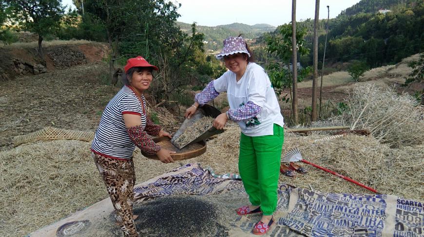 四川的油菜籽成熟了,妈妈用传统的方法打菜籽,这种场景可还记得