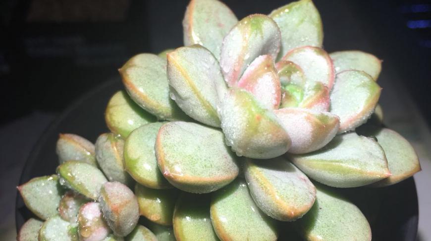 景天科多肉植物葡萄,看上去真的很像葡萄易养肉头,养护分享