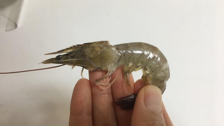 虾线不干净又不好吃?海鲜店老板教我一招,只需数秒,完整去虾线