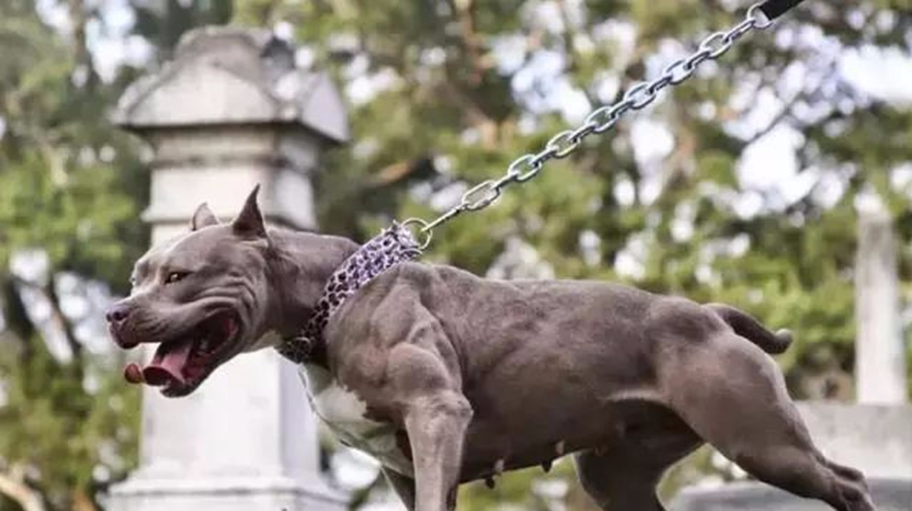 狗狗全身肌肉体力惊人,遛弯拉都拉不住,霸气外露