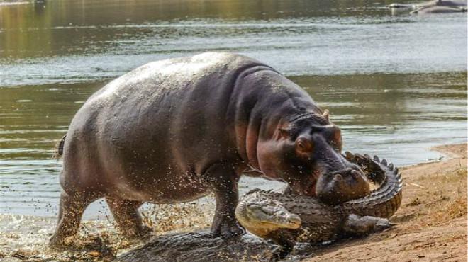 鳄鱼自称有铠甲护体,遇到河马大牙却成渣!