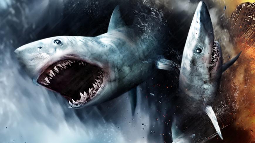 鲨鱼喜欢吃人?科学家称它们其实很“嫌弃”人类!