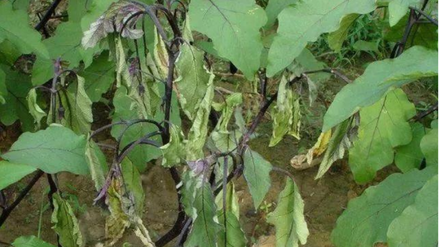 蔬菜的枯萎病和青枯病有什么区别?该怎么预防,老农教你一招!