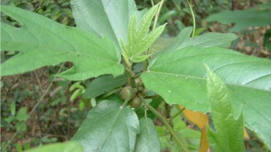 农村有种植物,叶子长的像人的手掌,价值巨大已经快被挖光了