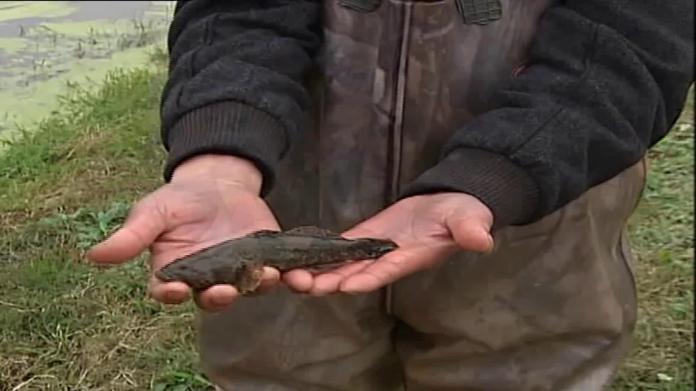 他明明是养虾的,却养鱼吃虾,没想到虾收入加上鱼收入还赚了