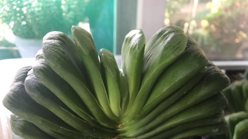 多肉植物 玉扇养护的基本知识分享 学会后可少走弯路