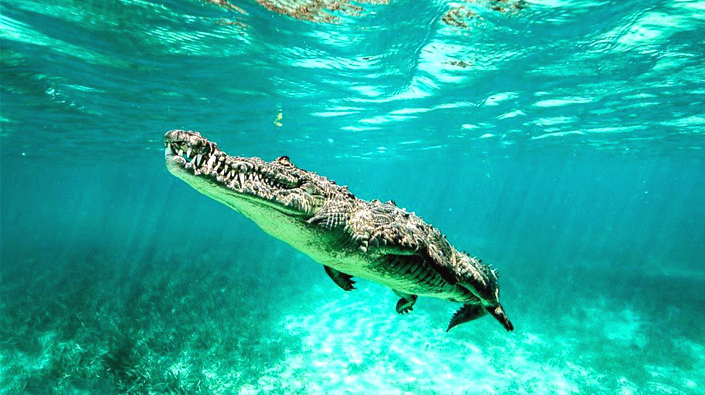 鳄鱼竟然跑到大海里游泳去了!鳄鱼:还不让我找鲨鱼唠唠嗑嘛!