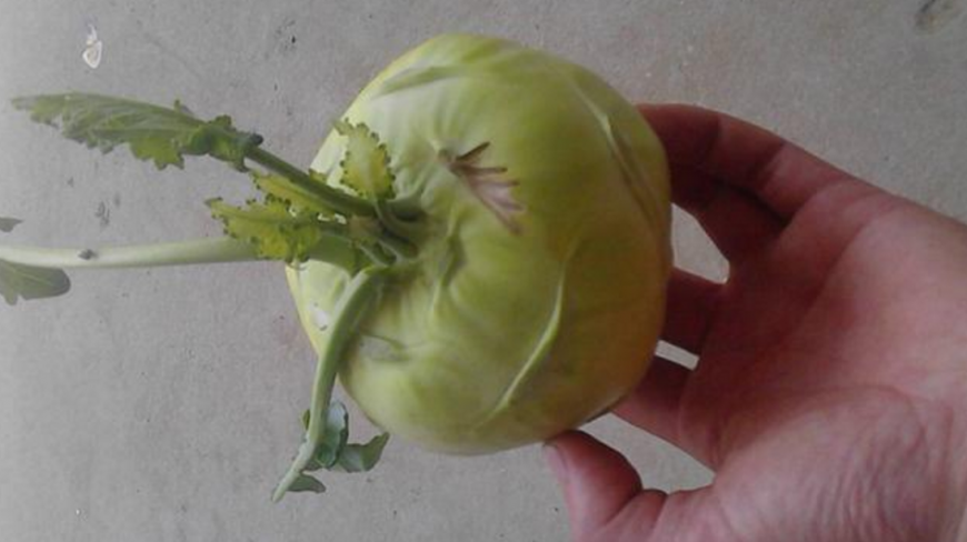 这种野菜长得像萝卜,人称“诸葛菜”,你肯定没见过!
