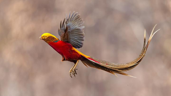 中国独有的红腹锦鸡,传说中凤凰的现实版,太罕见了!