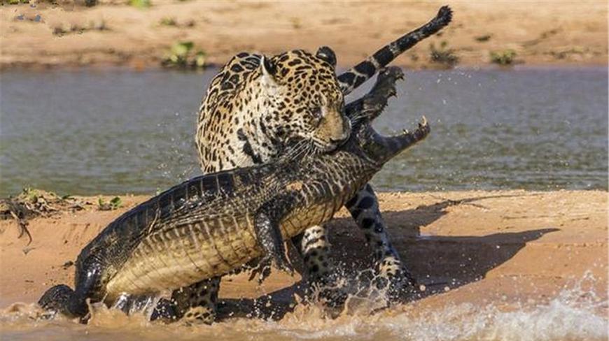 什么动物最喜欢吃鳄鱼?看完真是大开眼界