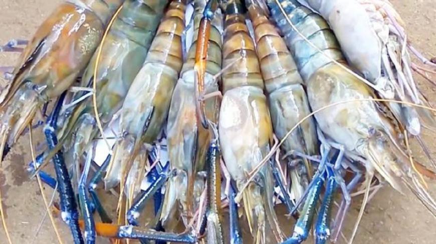 世界上最大的淡水虾王,体长可达1.1米,却常被人拿来冒充龙虾