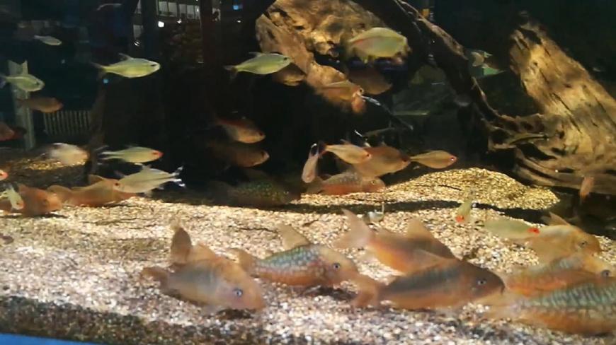 北京实拍热带鱼鱼缸,看到蠢萌鼠鱼那一刻,马上就收了好几条