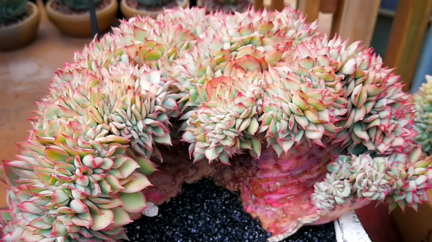 云南开挂区多肉:这么漂亮的月光女神缀化你见过吗?