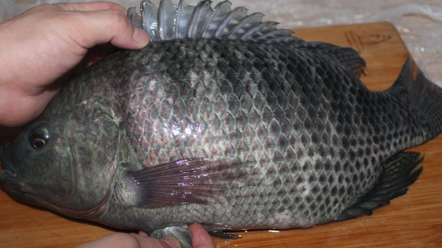 3斤多罗非鱼,大厨这样起肉切片,刀工非常麻利!