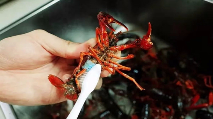 龙虾好吃难清洗?教你如何快速清洗小龙虾,很多人都没洗干净