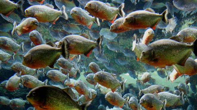 食人鱼,成群结队很凶猛,会袭击比它自身大好几倍的动物!