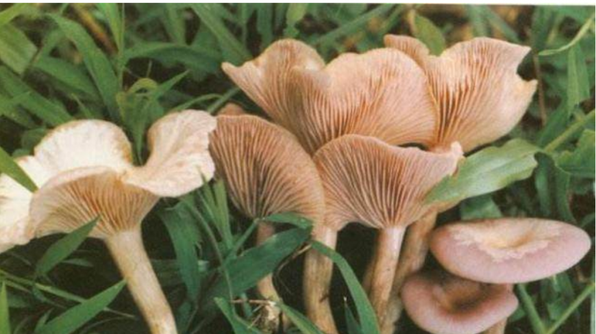 这种农村野菜,个个营养丰富堪比保健品,都吃过的算你厉害!