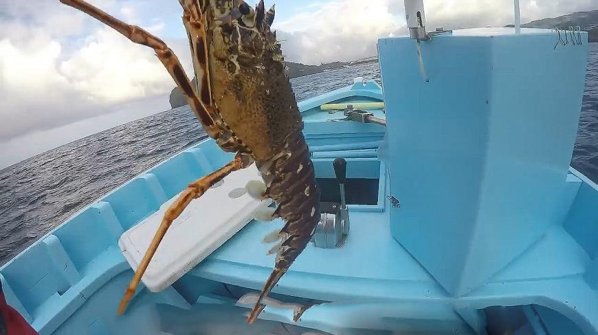 下海放笼子,一个笼子收获一条大龙虾!