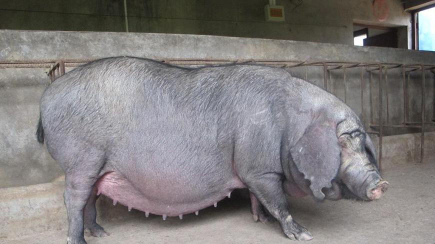 母猪肉真的可以致病吗?为什么没人再吃?原来这才是关键啊!