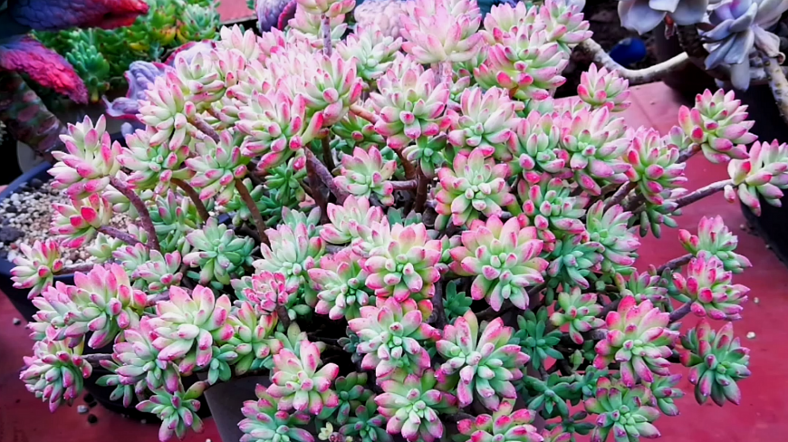 超级大盆的多肉红旗儿,胜过山上的杜鹃花!