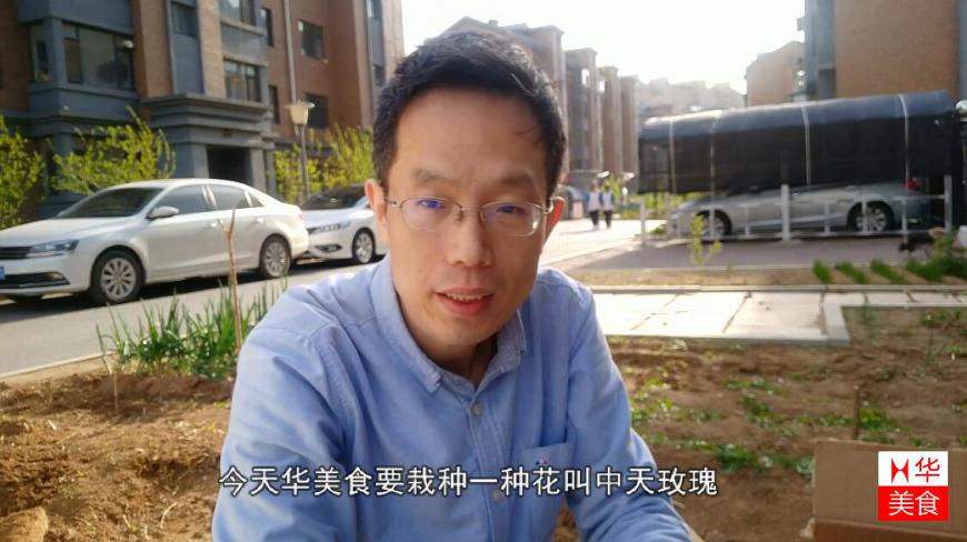 华美食栽种可以食用的玫瑰,幼苗只有几厘米高,吃到玫瑰花要多久