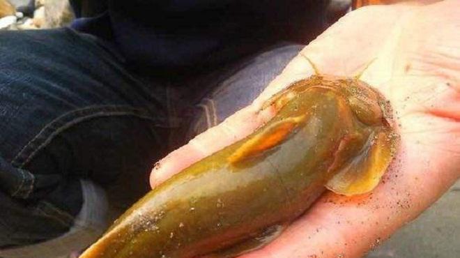 这几种鱼,农村小孩都见过,如今濒临灭绝,能叫上名字,算你厉害