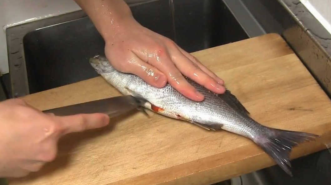 拿来一条鱼,看看日本师傅如何处理,制作生鱼片和生鱼片寿司