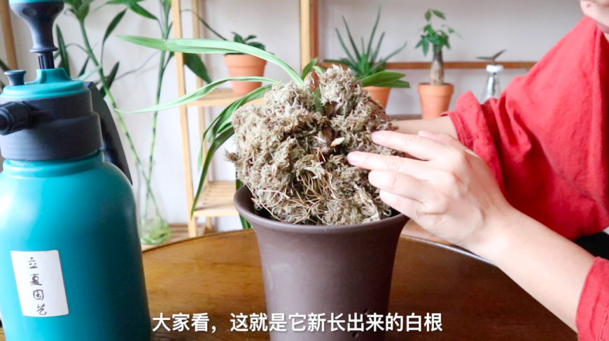 兰花君子兰发财树烂根别扔,学我这样处理,很快长出新根!