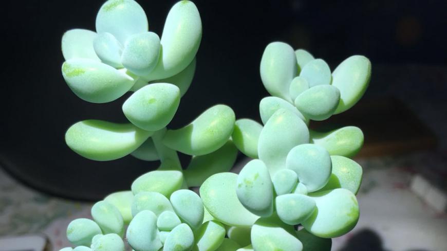 景天科多肉植物 天使之泪 多头小老桩 换盆住新居