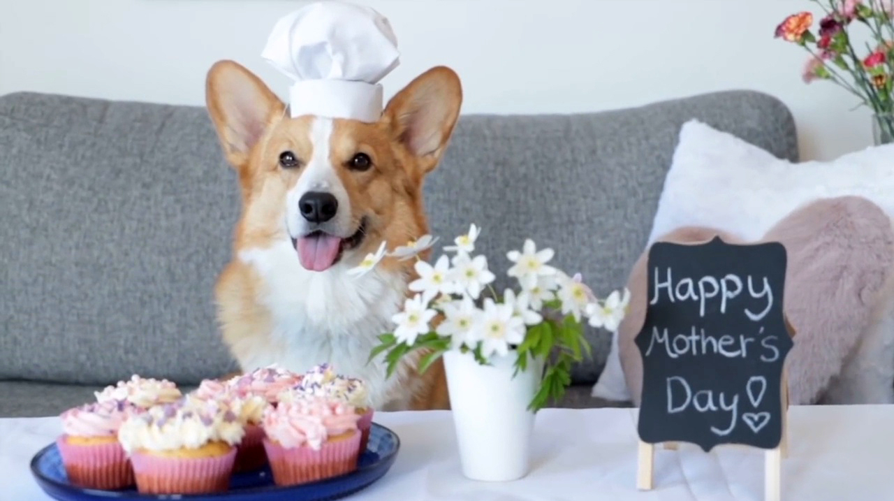母亲节到了,小短腿柯基要露一手给大家做纸杯蛋糕