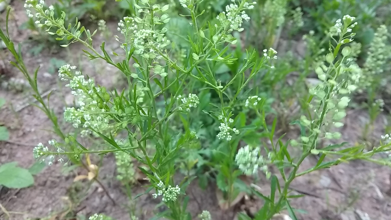 农村这种野草,原产北美洲,可杀虫治咳嗽,农民却很讨厌它
