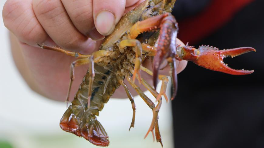 爱吃小龙虾却不懂这些?怎么区分质量好坏?怎么处理?全是干货