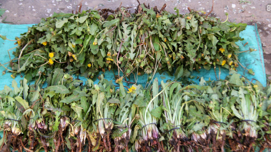 刚从市场买点蒲公英,回来之后凉拌一下,清热去火的一道美食