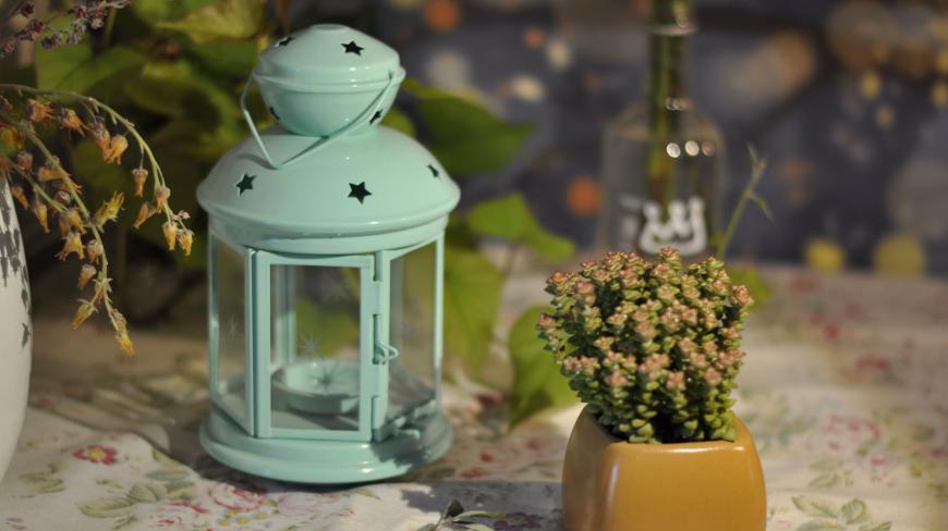 两种相似多肉植物之间 它们也许就是近亲繁殖