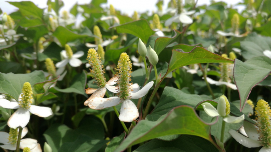 在农村有四种最常见的野菜,营养价值非常高,并且可以补钙的