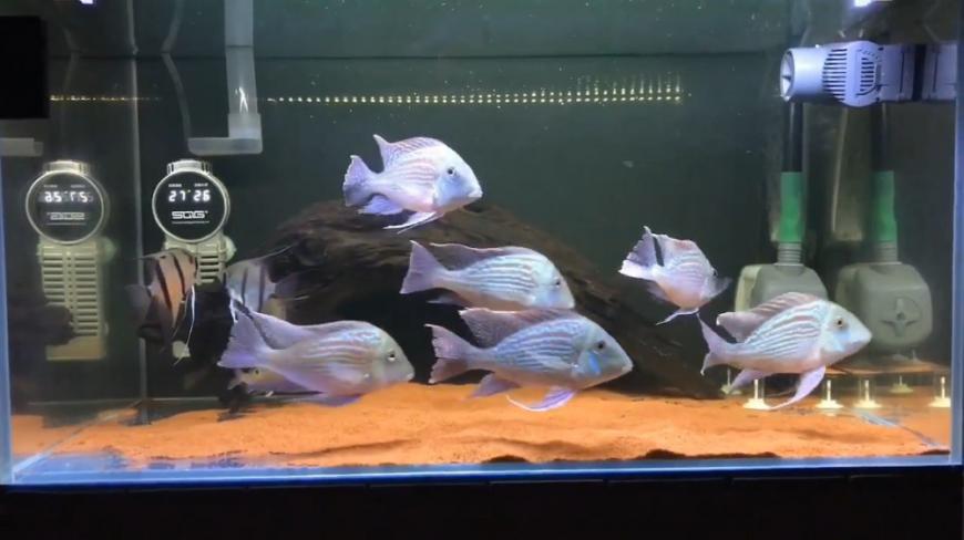 鱼友阿西巴养的一群漂亮的食土鲷,分享给大家一起欣赏一下