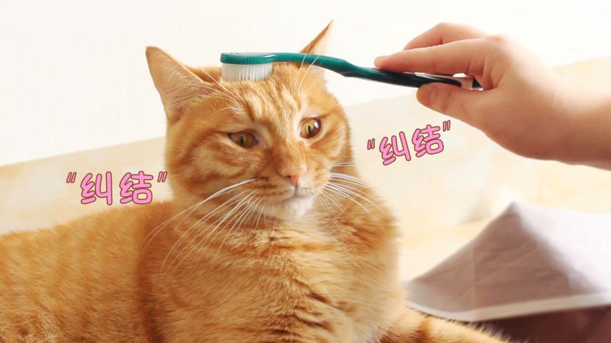 当猫咪第一次被牙刷扎到时,瞬间懵了,纠结的小表情萌翻了!