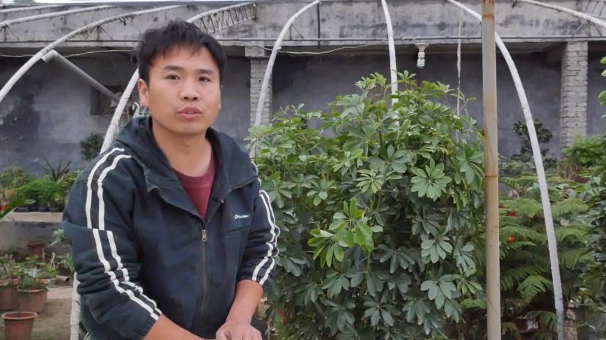 鸭掌木,造型凌乱、不好看,3根棍子,瞬间变美观