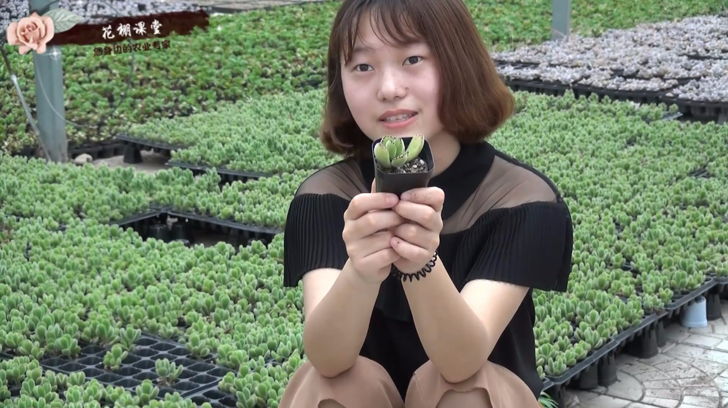 多肉植物熊童子养护难?学会了这几点,新新手也能入坑