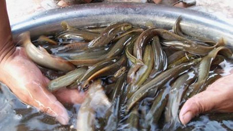 这种鱼又丑又粘,很多女性都讨厌,却是瘦身养颜的好食物