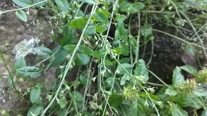 农村一种野草杂乱如鸡肠,对痔疮瘙痒很管用,我们叫它“鸡肠草”