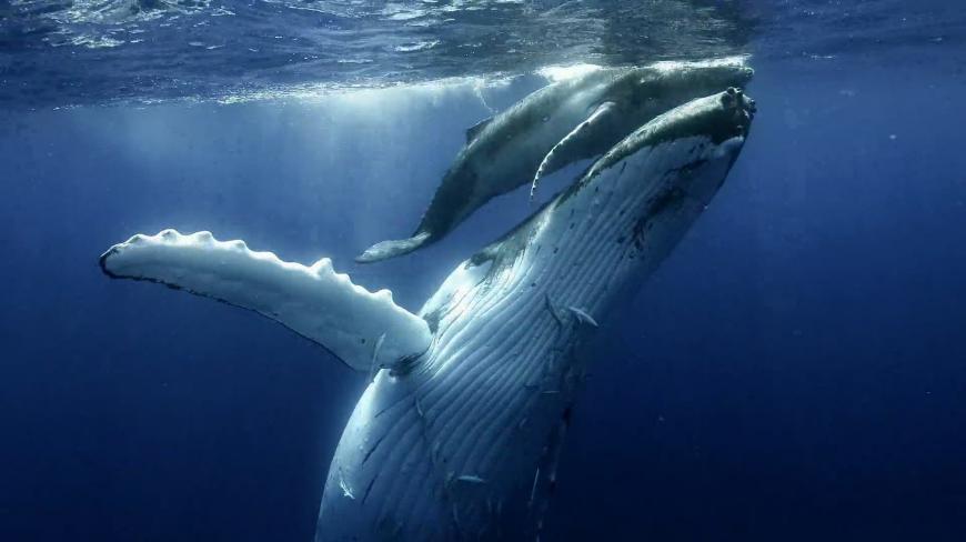 鲸鱼这么大,为什么一分钟心跳只有9下?说出来你都不敢信