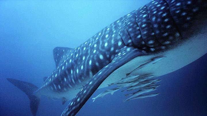 世界上最懒的鱼,游泳从不靠自己,活的相当滋润!