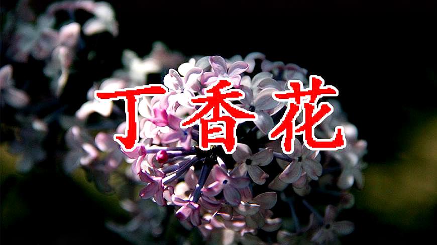 [图]唐磊经典老歌《丁香花》,好听!