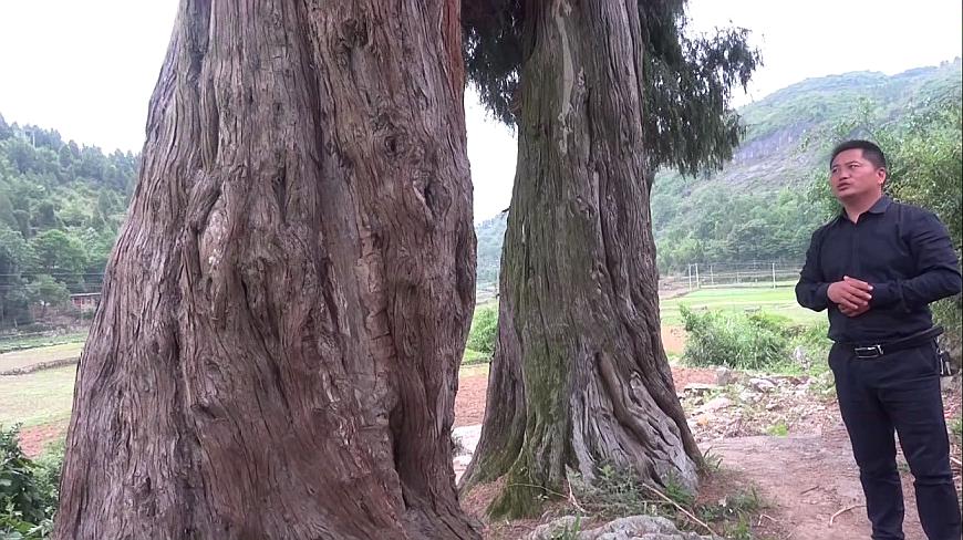 [图]2棵树龄超过100岁的柏木树,相隔不到2米,被当地人称为神树