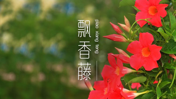 飘香藤:花色艳丽,漏斗形多为深粉红色,花枝优美独特,枝条柔软