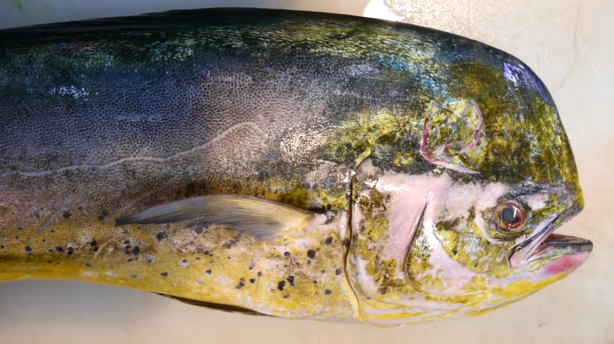 实拍日本水产市场烹饪一只鬼头鱼!此鱼绰号又叫寿星鱼!