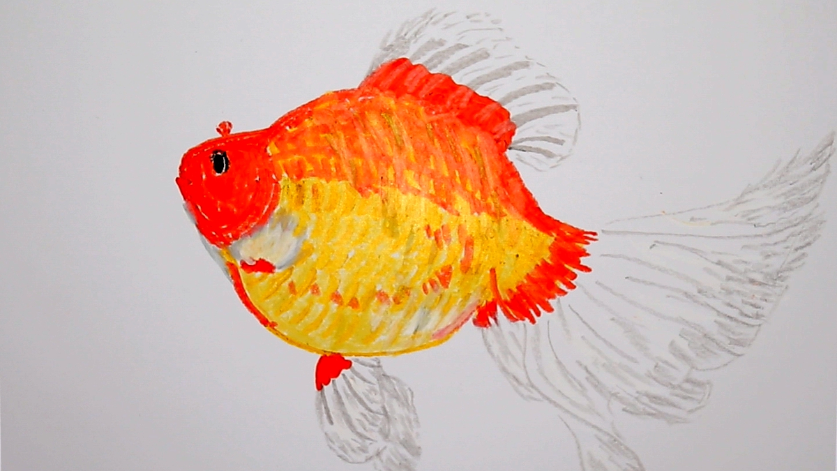 原产于中国,被日本引进后改良,我用油画棒告诉你它是谁