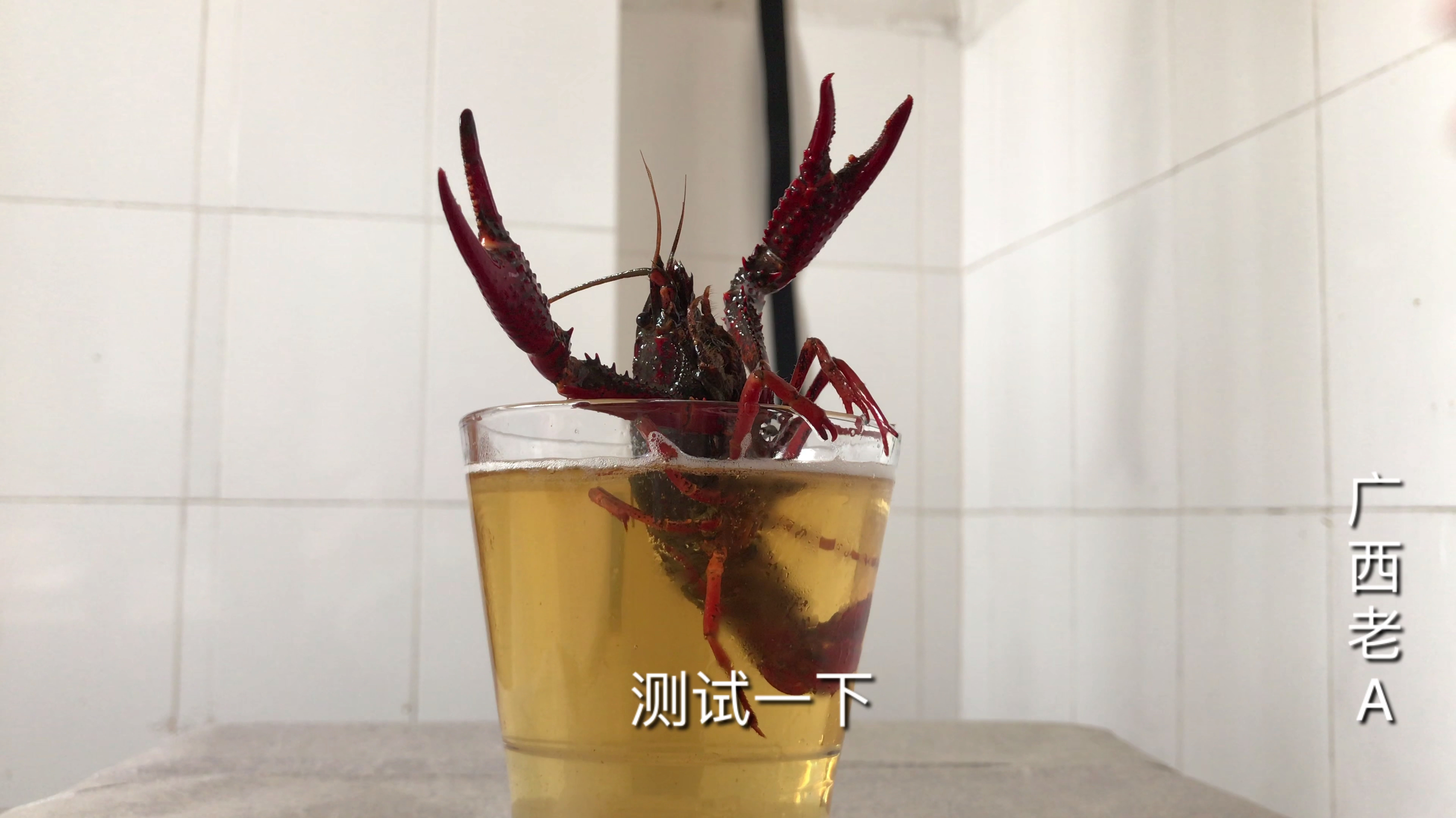 把小龙虾放进啤酒里面,会发生什么?