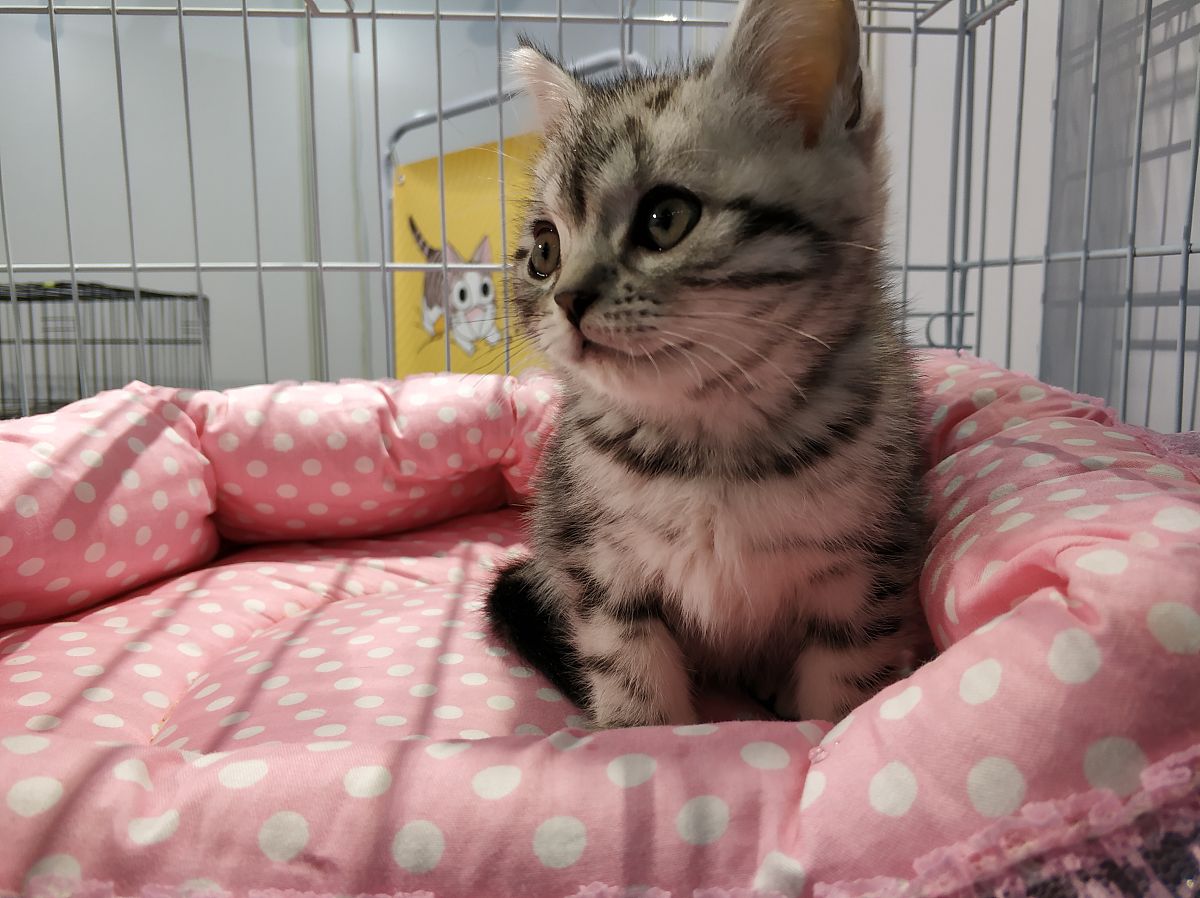 如何挑选猫咪维生素的标题怎么写